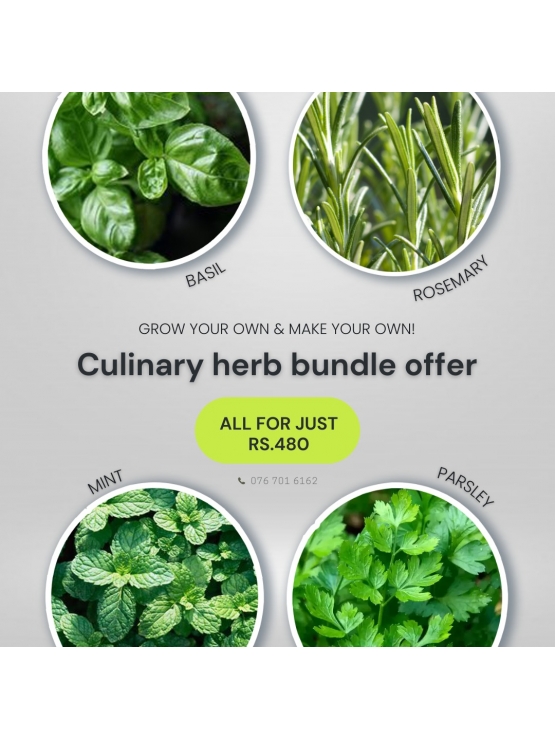Culinary Herb Bundle Offer 