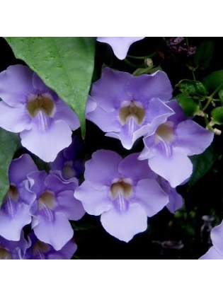 Thunbergia Purple (Thunbergia Grandiflora)