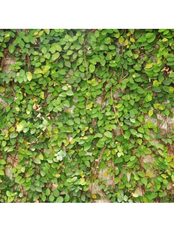 Green Ivy (Hedera Spp)