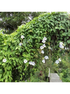 Thunbergia (Thunbergia Grandiflora Alba)