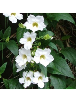 Thunbergia (Thunbergia Grandiflora Alba)
