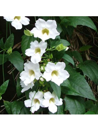 Thunbergia White (Thunbergia Grandiflora Alba)