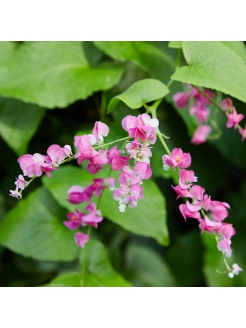 Mexican Creeper (Antigonon Leptopus) Mexican Creeper (Antigonon Leptopus)