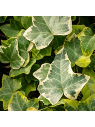 Variegated Ivy (Scientific - Hedera Helix)