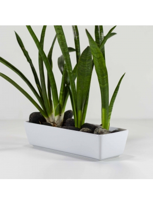 African Spears Snake Plant ( Sansevieria Cylindrica ) With Rectangular Shaped Ceramic Pot