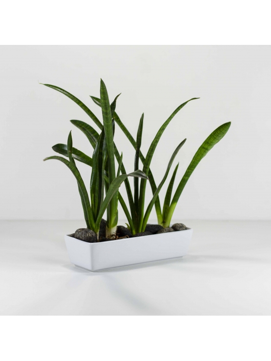 African Spears Snake Plant ( Sansevieria Cylindrica ) With Rectangular Shaped Ceramic Pot