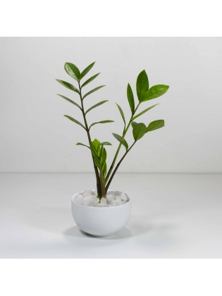 Lucky Plant (Zamioculcas Zamiifolia) With Circular Bowl Ceramic Pot