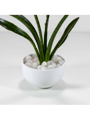 African Spears (Sansevieria Cylindrica) With Circular Bowl Ceramic Pot