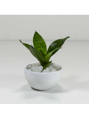 Snake Plant - Green (Sansevieria Zeylanica) With Circular Bowl Ceramic Pot