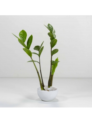 Lucky Plant (Zamioculcas Zamiifolia) With Circular Bowl Ceramic Pot