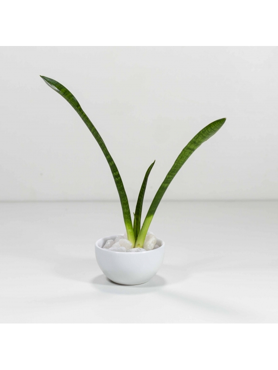 African Spears (Sansevieria Cylindrica) With Circular Bowl Ceramic Pot