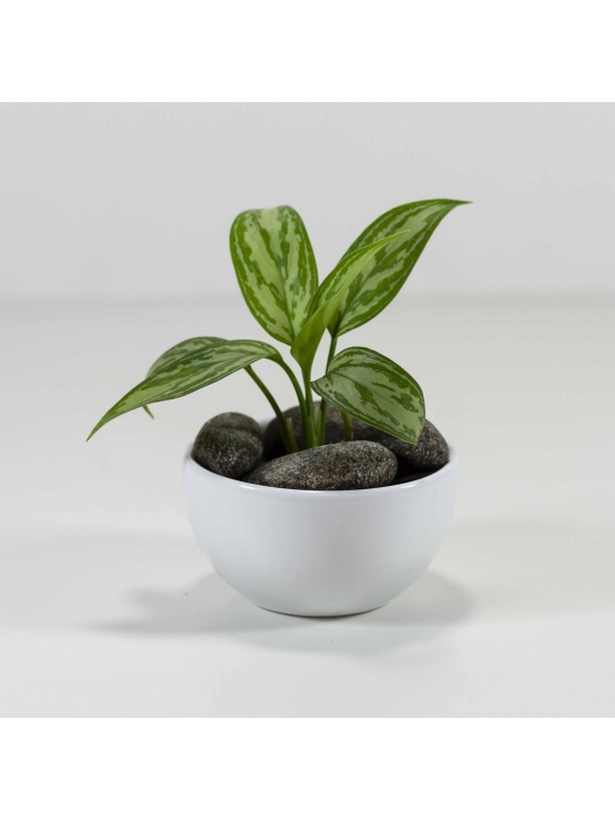 Chinese Evergreen (Aglaonema)  With Circular Bowl Ceramic Pot
