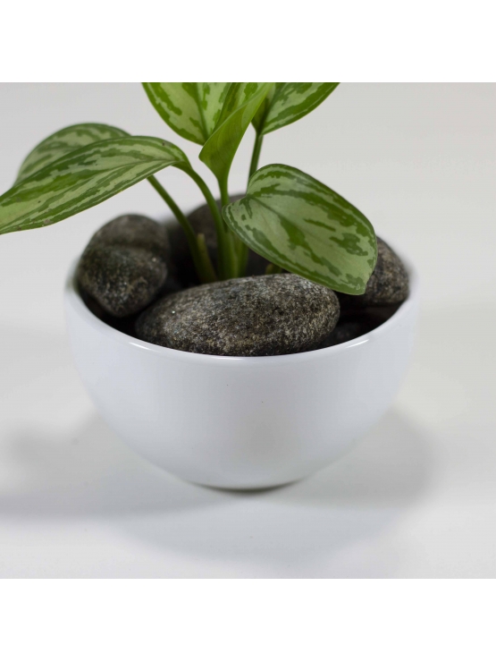 Chinese Evergreen (Aglaonema)  With Circular Bowl Ceramic Pot