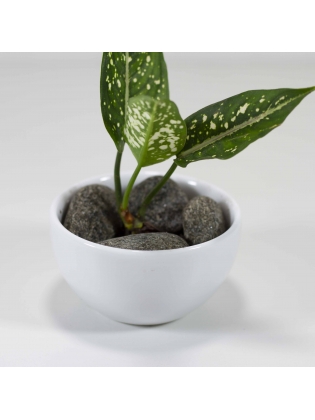 Aglaonema Costatum With Circular Bowl Type Ceramic Pot