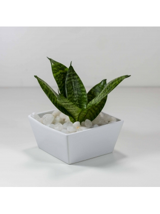 Snake Plant -Green (Sansevieria Zeylanica) With Square Shaped Angle Ceramic Pot