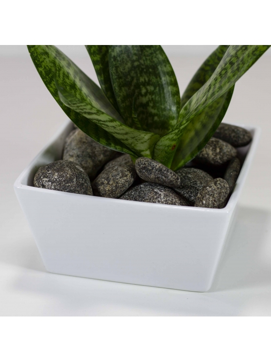 Snake Plant - Green (Sansevieria Zeylanica) With Square Shaped Angle Ceramic Pot