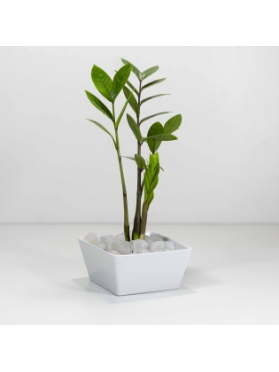 Lucky Plant (Zamioculcas Zamiifolia) With Square Shaped Angle Ceramic Pot
