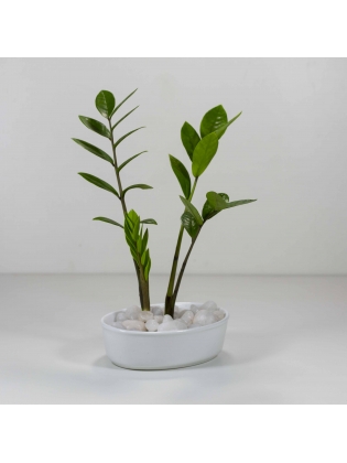 Lucky Plant (Zamioculcas Zamiifolia) With Eliptic Bowl Type Ceramic Pot