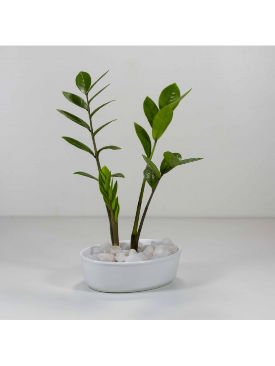 Lucky Plant (Zamioculcas Zamiifolia) With Eliptic Bowl Type Ceramic Pot