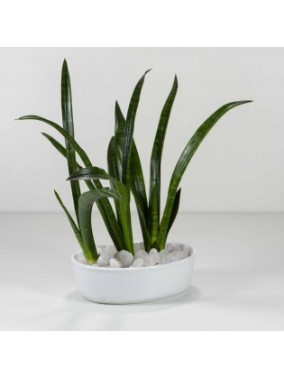 African Spears (Sansevieria Cylindrica) With Eliptic Type Bowl Ceramic Pot