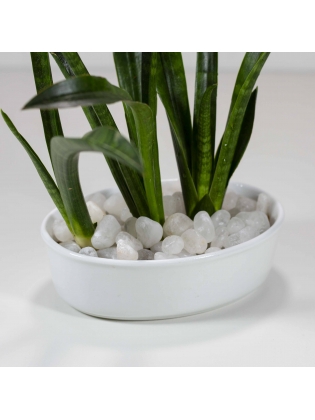 African Spears (Sansevieria Cylindrica) With Eliptic Type Bowl Ceramic Pot