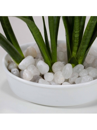 African Spears (Sansevieria Cylindrica) With Eliptic Type Bowl Ceramic Pot