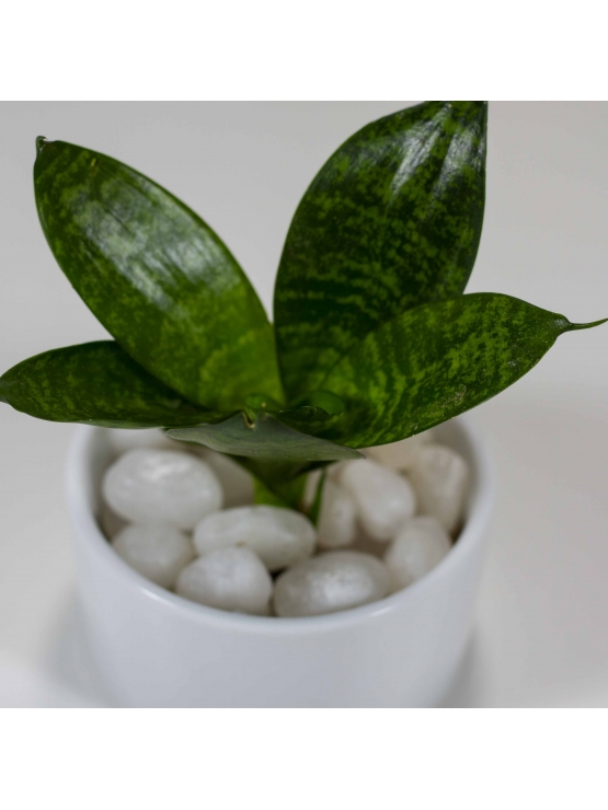 Snake Plant - Green (Sansevieria Zeylanica) With Circular Bowl Type Ceramic Pot