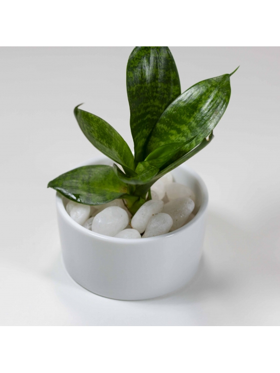 Snake Plant - Green (Sansevieria Zeylanica) With Circular Bowl Type Ceramic Pot