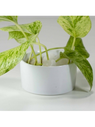 Pothos Ivy (Epipremnum Aureum) With Circular Bowl Type Ceramic Pot