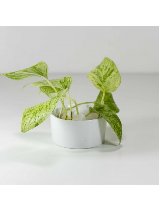 Pothos Ivy (Epipremnum Aureum) With Circular Bowl Type Ceramic Pot
