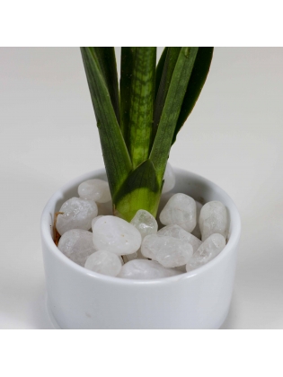 African Spears (Sansevieria Cylindrica) With Circular Bowl Type Ceramic Pot