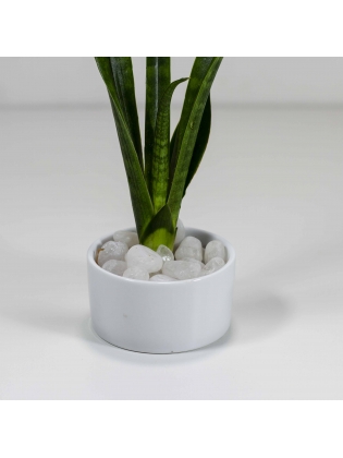 African Spears (Sansevieria Cylindrica) With Circular Bowl Type Ceramic Pot