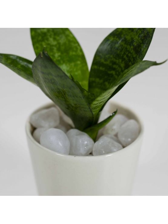 Snake Plant - Green (Sansevieria Zeylanica) With Conical Type Ceramic Pot