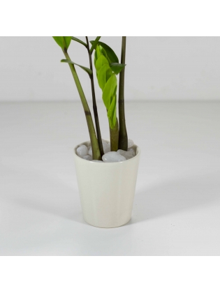 Lucky Plant (Zamioculcas Zamiifolia) With Conical Type Ceramic Pot