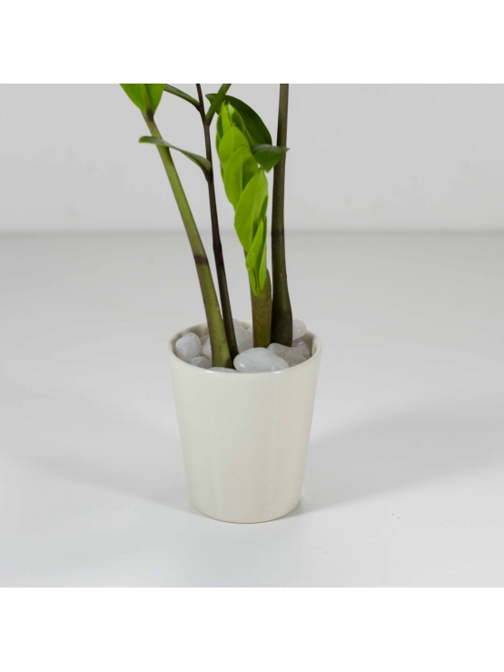 Lucky Plant (Zamioculcas Zamiifolia) With Conical Type Ceramic Pot