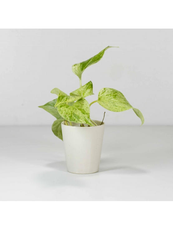 Pothos Ivy (Epipremnum Aureum) With Conical Type Ceramic Pot