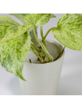 Pothos Ivy (Epipremnum Aureum) With Conical Type Ceramic Pot