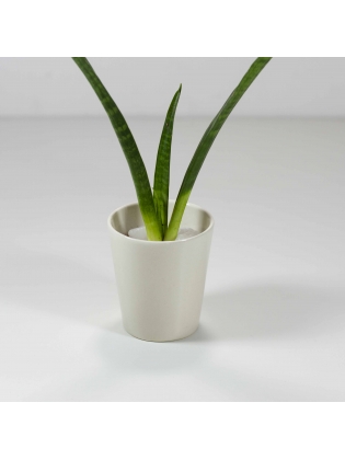 African Spears (Sansevieria Cylindrica) With Conical Shaped Ceramic pot