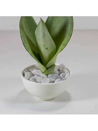 Snake Plant - Light Green (Sansevieria Zeylanica) With Circular Bowl Ceramic Pot