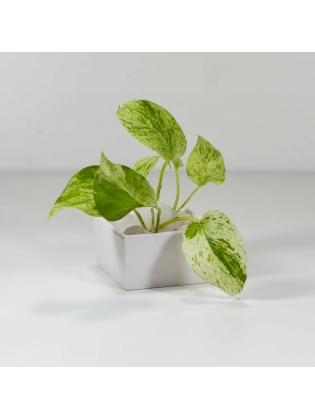 Pothos Ivy (Epipremnum Aureum) With Square Shaped Ceramic Pot