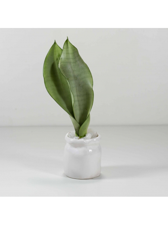 Snake Plant - Green (Sansevieria Zeylanica) With Customized Cylindrical Shaped Ceramic Pot