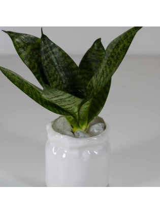 Snake Plant Green (Sansevieria Zeylanica) With Cylindrical Shaped Custom Ceramic Pot