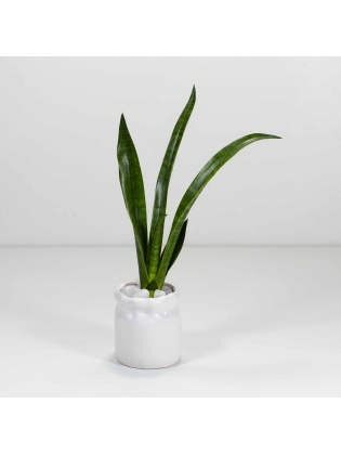 African Spears (Sansevieria Cylindrica) With Cylinder Shaped Custom Ceramic Pot