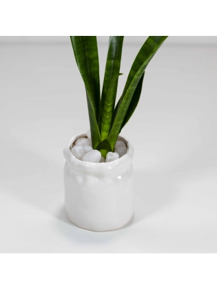 African Spears (Sansevieria Cylindrica) With Cylinder Shaped Custom Ceramic Pot
