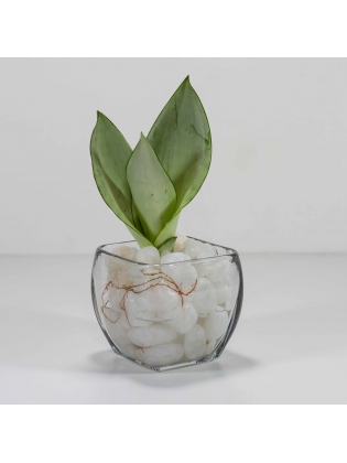  Snake Plant - Light Green (Sansevieria Zeylanica) with  Square Shaped Glass Bowl Pot