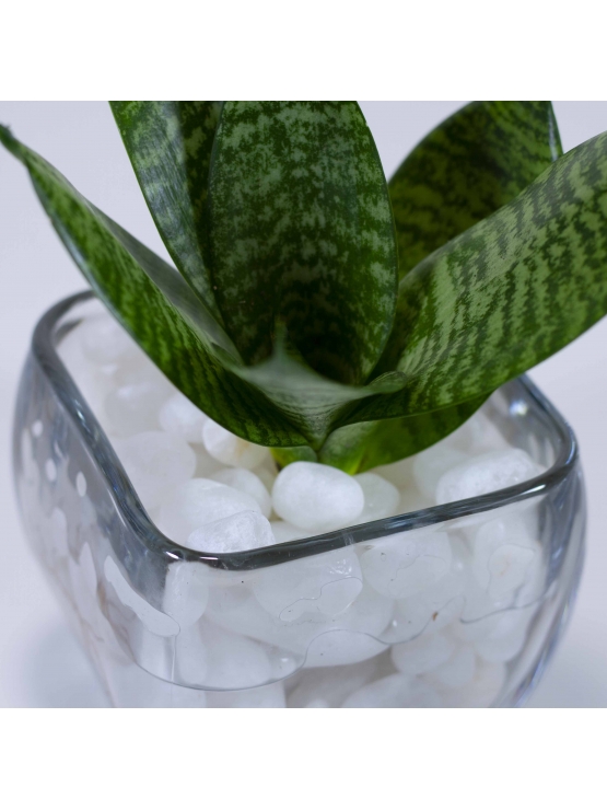 Snake Plant - Green (Sansevieria Zeylanica) With Square Shaped Glass Bowl Pot