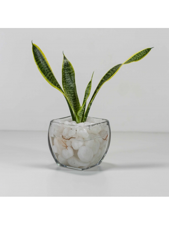 Snake Plant - Golden  (Sansevieria Zeylanica) With Square Shaped Glass Bowl Pot