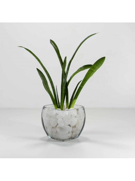African Spears (Sansevieria Cylindrica) With Square Shaped Glass Bowl Pot