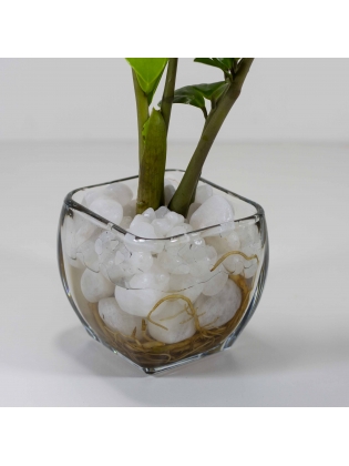Lucky Plant (Zamioculcas Zamiifolia) With Square Shaped Glass Bowl Pot 