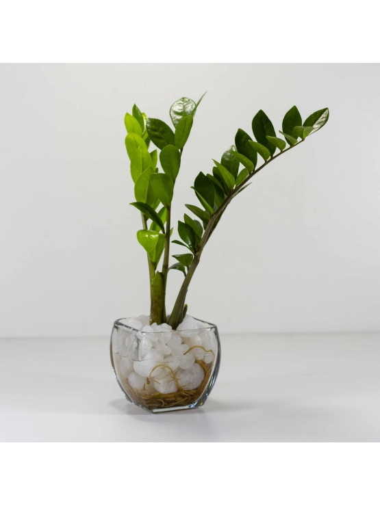 Lucky Plant (Zamioculcas Zamiifolia) With Square Shaped Glass Bowl Pot 